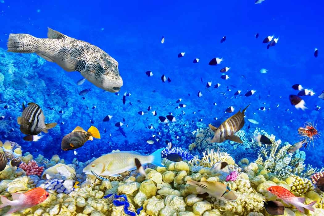 Maxi Her Şey Dahil  Sharm El Sheikh Turu 5 gece (Vizesiz)