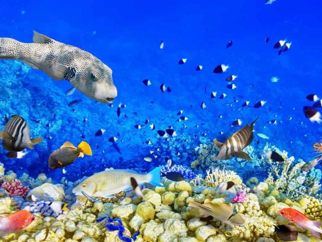 Promosyon Sharm El Sheikh Turu - Vizesiz
