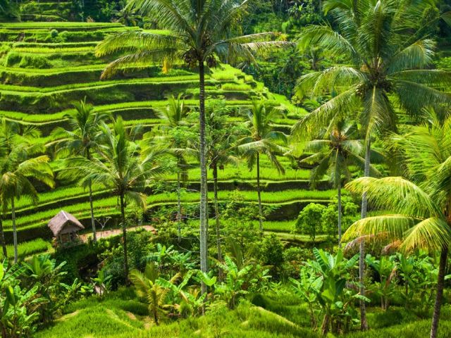Comfort Ubud  Bali Turu Emirates Havayolları ile 7 Gece Ekstra Turlar Dahil DPS-DPS