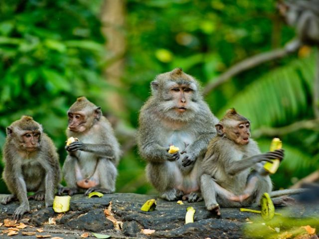 Comfort Ubud & Bali Turu Türk Havayolları ile 7 Gece Ekstra Turlar Dahil DPS-DPS Kasım 2026- Mayıs 2027
