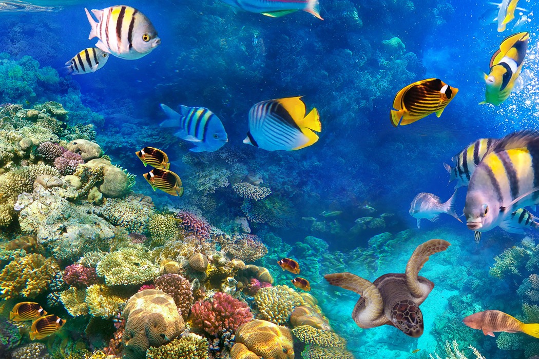 Promosyon Sharm El Sheikh Turu Ajet Havayolları ile 3 Gece Otelden Erken Çıkışlı (4*Sharm Bride Hotel Vb.	)