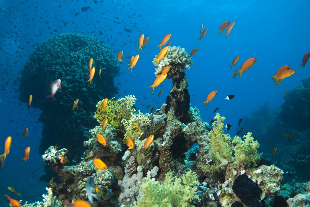 Promosyon Sharm El Sheikh Turu Ajet Havayolları  ile 5 Gece Transfer Saatine Kadar Otel Kullanımlı